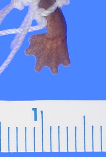 Media type: image; Herpetology A-106389
